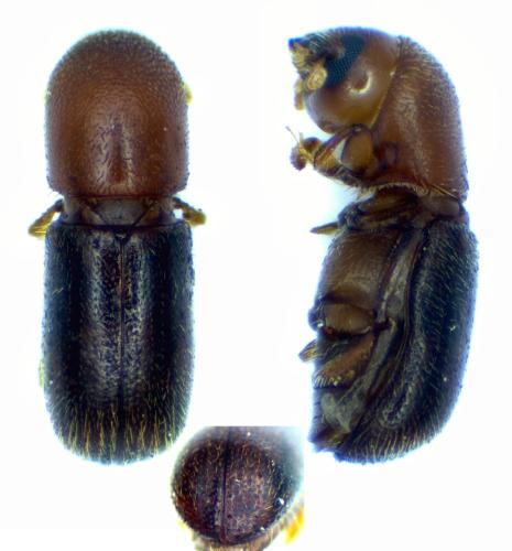 Réf. 336 902 : Cyclorhipidion bodoanum